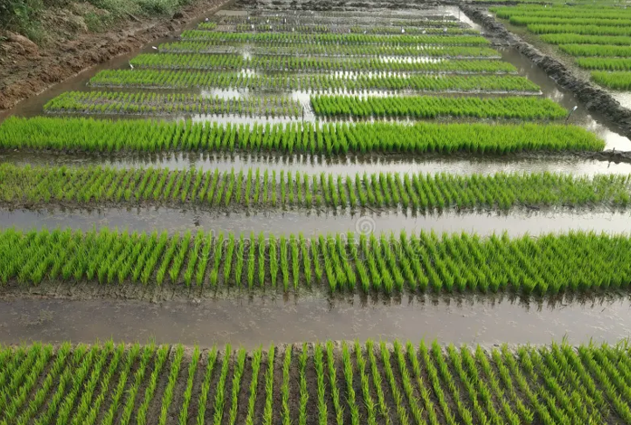 Rice paddies on reclaimed land