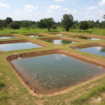 Fish farming ponds on reclaimed land